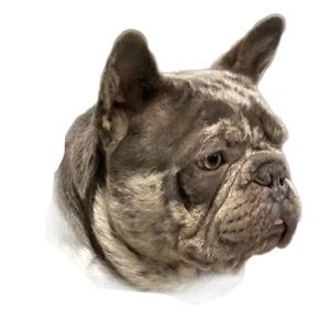 Meet your Posher, Alfredo